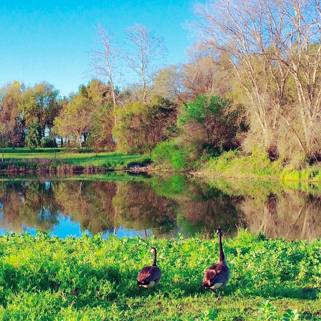 North Davis Farms, Davis