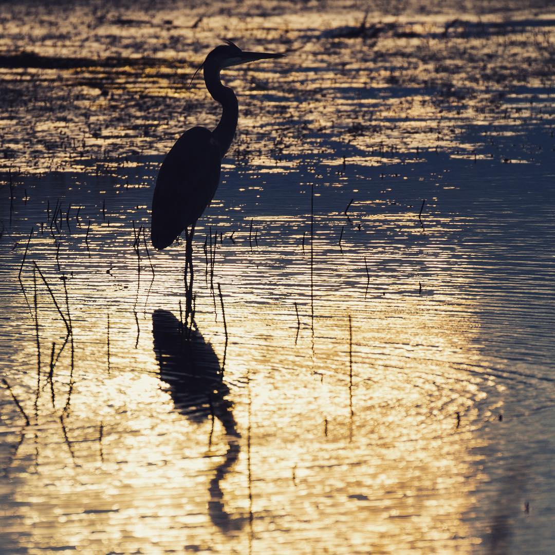 Yolo Bypass Wildlife Area