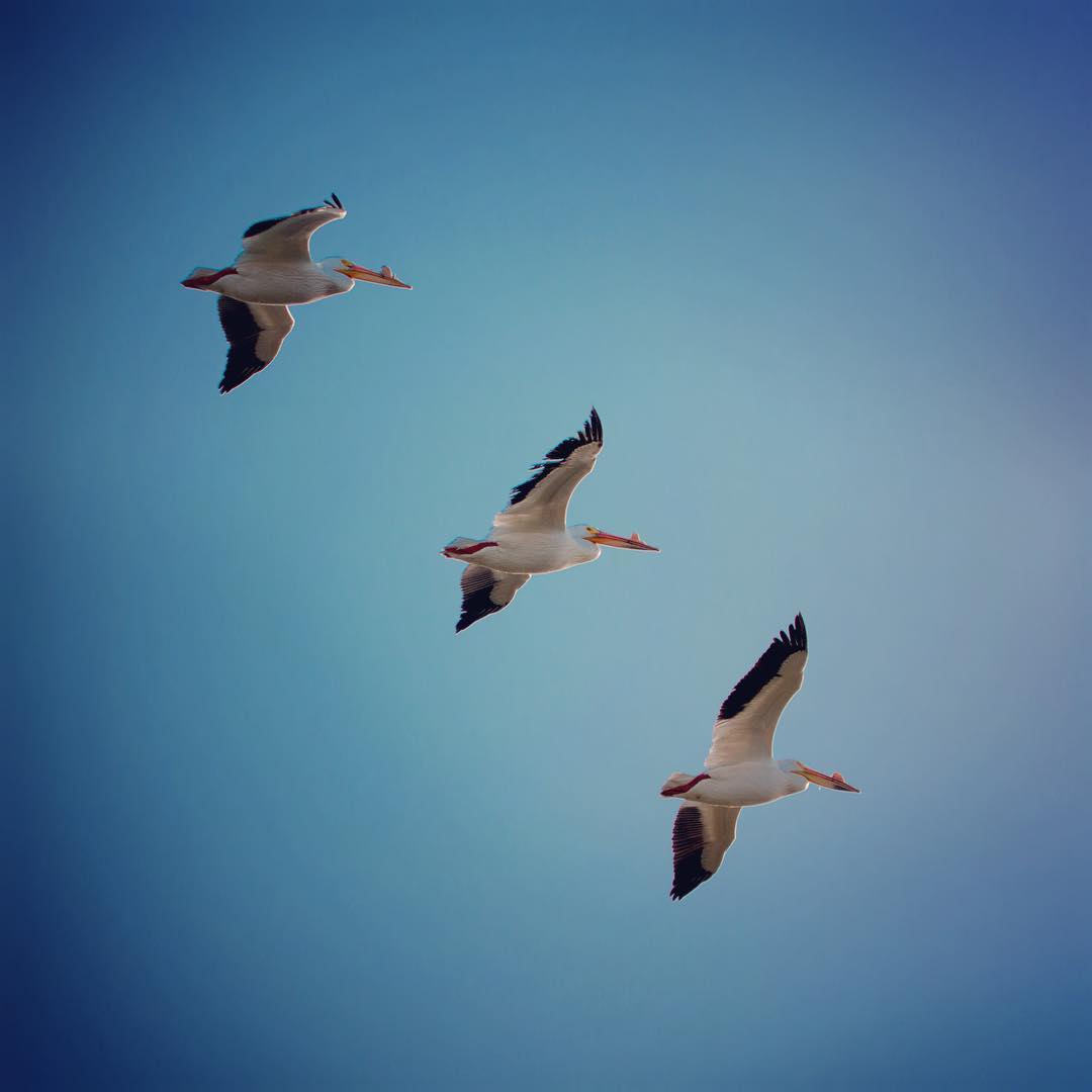 Yolo Bypass Wildlife Area