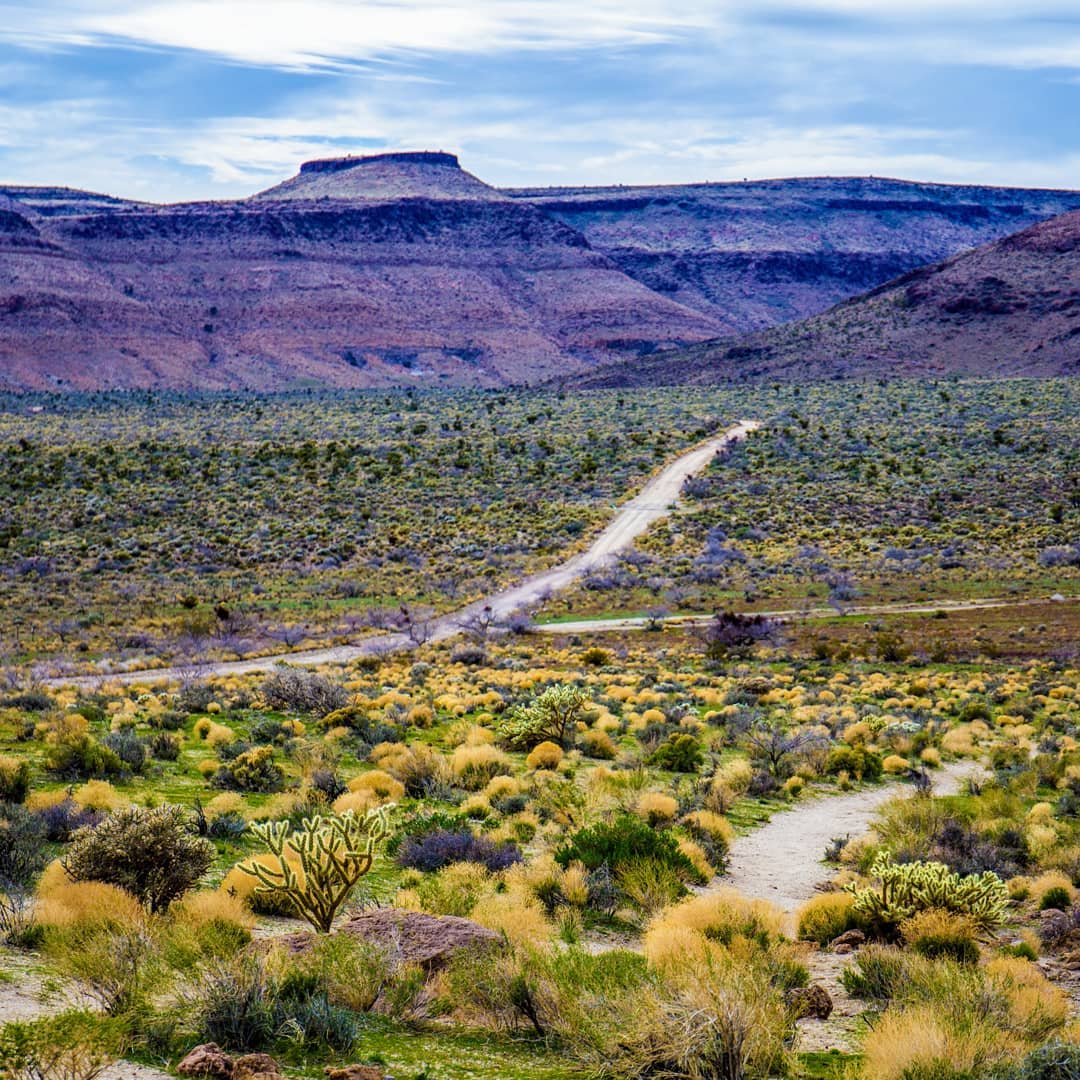 Mojave National Preserve